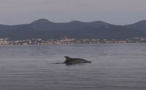 Prekrasni prizori s mora: Delfini izveli ples u blizini zadarske obale