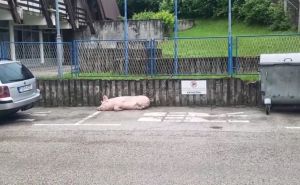 Nesvakidašnja situacija u BiH: Svinja zavezana na parkingu policije