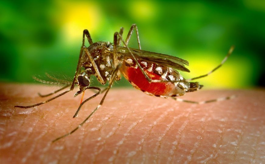 Praktična rješenja: Kako smanjiti svrbež nakon uboda komarca