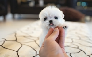 Veterinarka upozorila kakvu hranu ne bi trebali davati psima: 'Mnoge namirnice su opasne'