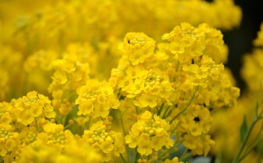 Znate li zašto je žuta najprivlačnija boja u vrtu: Lista najljepših biljaka koje možete uzgajati