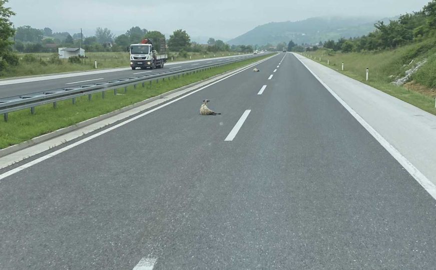 Vozači, budite oprezni: Ovce leže na preticajnoj traci na autoputu A1