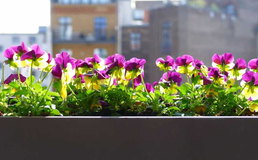 Ovo su biljke koje i junu možete posaditi na vaš balkon