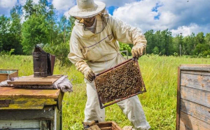 Pčelari u BiH nadaju se boljem vremenu i prinosima: 'Godina još nije izgubljena'