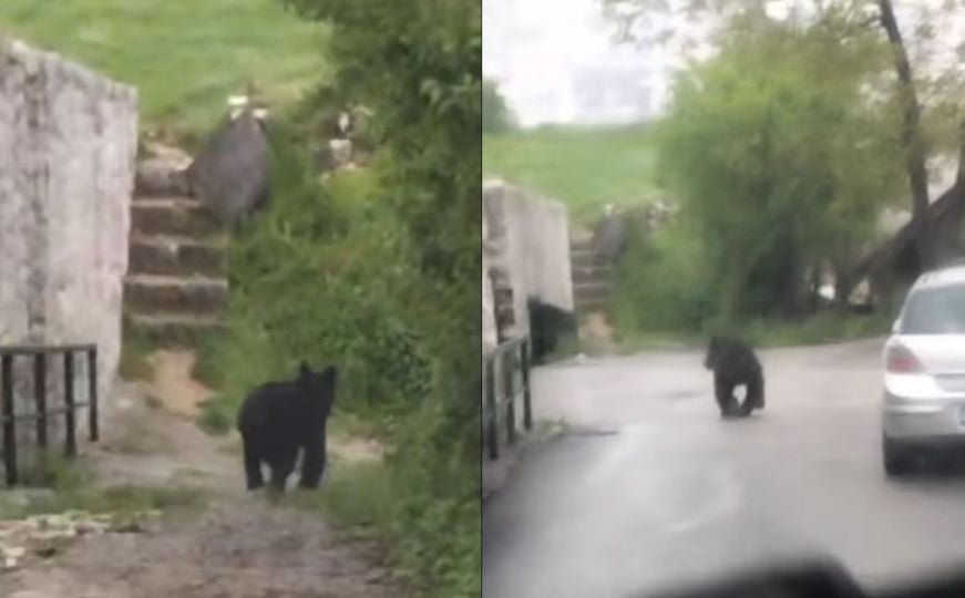 Medvjed i jutros sišao do Sarajeva: Prošetao dvorištem osnovne škole, intervenisali lovci