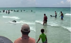 Zastrašujući prizor na plaži. Kupači šokirani, odakle ova zvijer u vodi!?