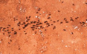 Uz pomoć ovih načina riješite se mrava za sva vremena