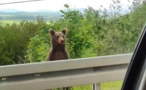 Još jedan snimak medvjeda pored ceste: "Đe si medooo"