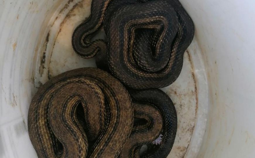 Panika u bh. susjedstvu: U podrumu našli dvije najveće evropske zmije, intervenisali vatrogasci