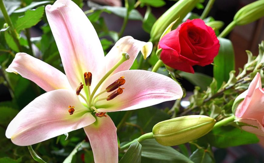 Ljiljani su omiljeni u vrtovima, a evo kako da cvjetaju sve do septembra