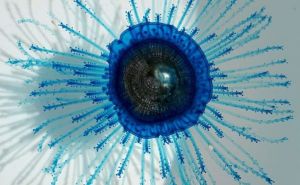 Neobična jadranska vrsta koja podsjeća na meduzu: Stručnjaci otkrili o čemu se radi