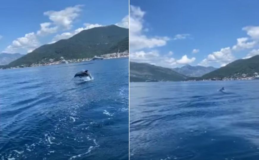 Prelijep prizor na Jadranu: U moru kod Tivta snimljen razigrani delfin
