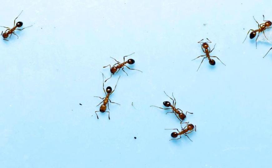 TikTok ima odgovor: Evo kako se riješiti mrava uz sastojak koji sigurno imate kući