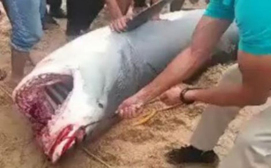 Egipat će mumificirati morskog psa koji je pojeo ruskog turistu - bit će izložen u muzeju?
