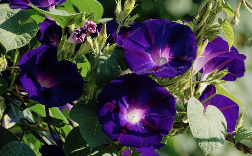 Biljka koja svakog jutra otvara nove cvjetove u raznim bojama: Evo zašto je savršena za balkon