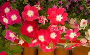 Idealan balkonski cvijet za prezaposlene: Ne zahtjeva njegu, a raste velikom brzinom