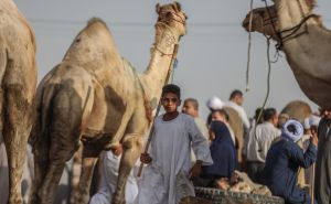 Zavirite u najveću pijacu kamila na Bliskom istoku