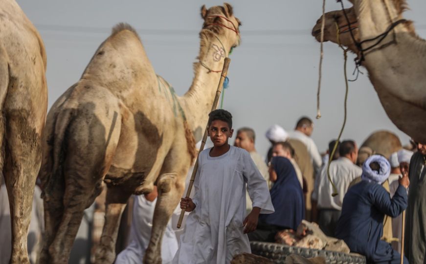 Zavirite u najveću pijacu kamila na Bliskom istoku