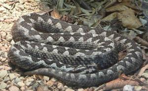 Kako izbjeći ugriz zmije: Stručnjaci kažu da ovo nikako ne smijete uraditi