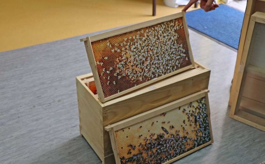 Kiša napravila i druge probleme: U Brčkom slab prinos meda
