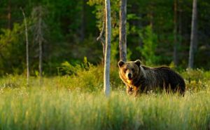Upozorenje posjetiocima Vlašića: Medvjed šeta oko vikendica