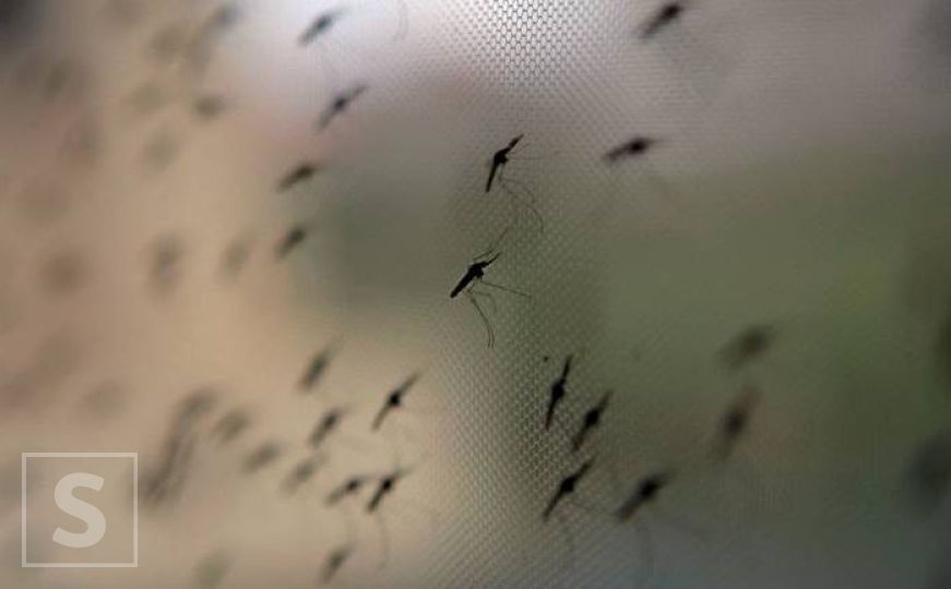 Zagreb: U prirodu će pustiti 100.000 komaraca uvezenih iz Italije