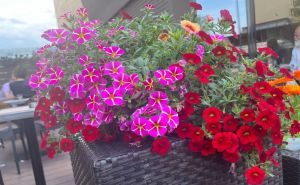 Kako da vaše cvijeće preživi vrućine: Ovaj korak nemojte preskakati tokom ljeta
