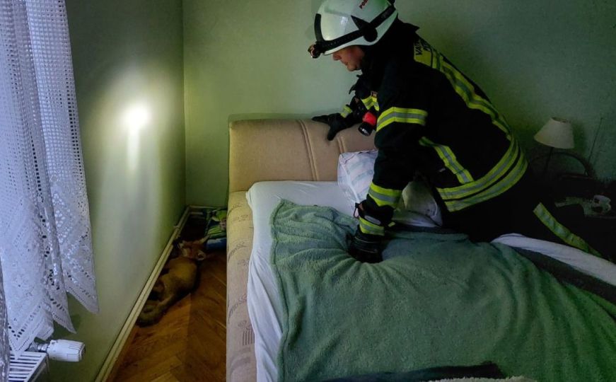 Slučaj kod Petrinje: Lisica ušetala u spavaću sobu, intervenisali vatrogasci