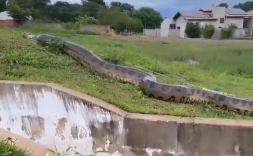 Gigantska anakonda snimljena u naselju u Brazilu