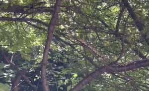 Najezda zmija nakon poplava u bh. komšiluku: Nalaze se po gradskim ulicama, drvećima...