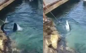 Kod Lošinja vukao zavezanog morskog psa za rep, javnost uznemirena: 'Krivo ste shvatili...'