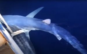 Zastrašujuće: Velika ajkula u potrazi za hranom na Jadranskom moru, snimljena kod otoka Vis