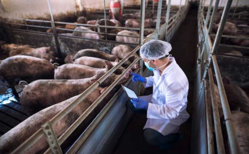 Potvrđeno: Zabilježen slučaj svinjske afričke kuge u Bosni i Hercegovini