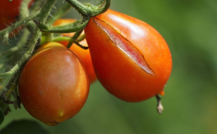 Da li je sigurno jesti napuknuti paradajz: Evo što kažu stručnjaci