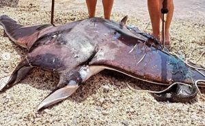Ulovljen "morski đavo", jedna od najvećih riba u Jadranskom moru