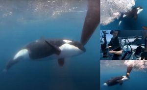 Novi napad kitova ubica: Napali jedrilice tokom takmičenja, pogledajte VIDEO