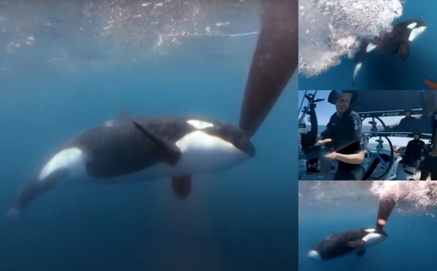Novi napad kitova ubica: Napali jedrilice tokom takmičenja, pogledajte VIDEO