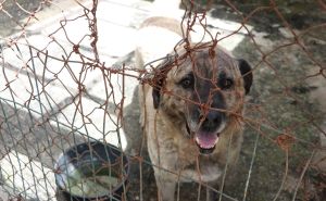 Nihad Uk označio početak izgradnje azila za pse: Vlada KS za ovaj projekt izdvojila 3,5 miliona KM