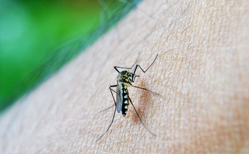 Ljeto je došlo, a s njim i komarci: Kako se zaštititi?