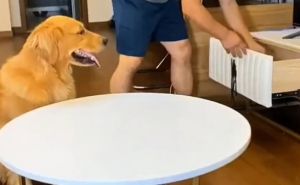 Svaka mu čast: Urnebesni video gdje pas 'prevari' svog vlasnika