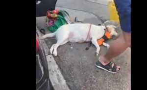 Horor u Mostaru: Stranci ostavili dva psa i dvije mačke u užarenom vozilu, prolaznici ih spašavali