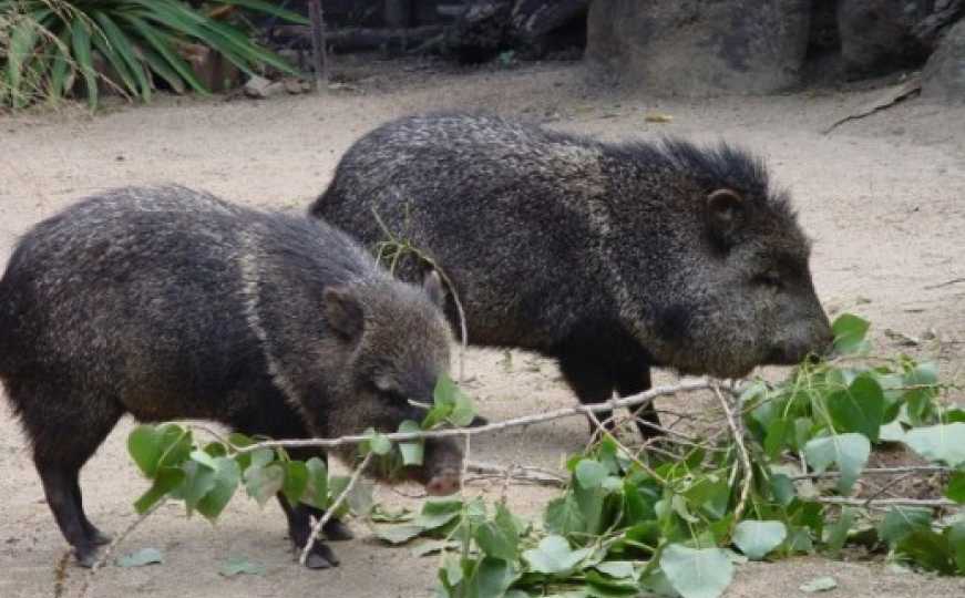 Potvrđeno: Afrička kuga svinja potvrđena na devet imanja u Bosni
