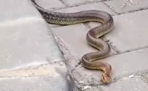 Na parkingu u Sarajevu ponovo snimljena zmija: Evo o kojoj je vrsti riječ