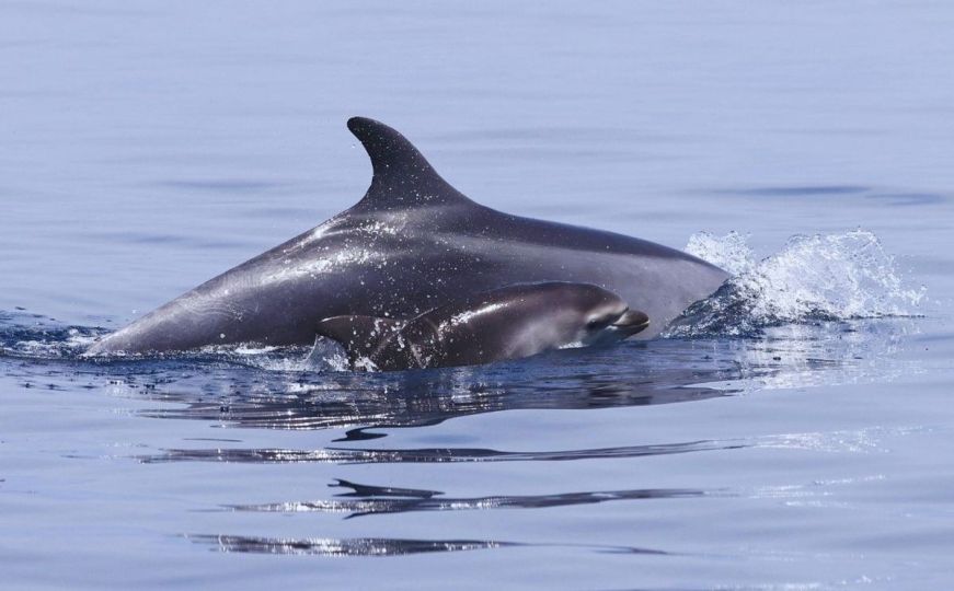 Na Jadranu snimljeno šest beba delfina: Ovo su najljepše fotografije koje ćete vidjeti danas