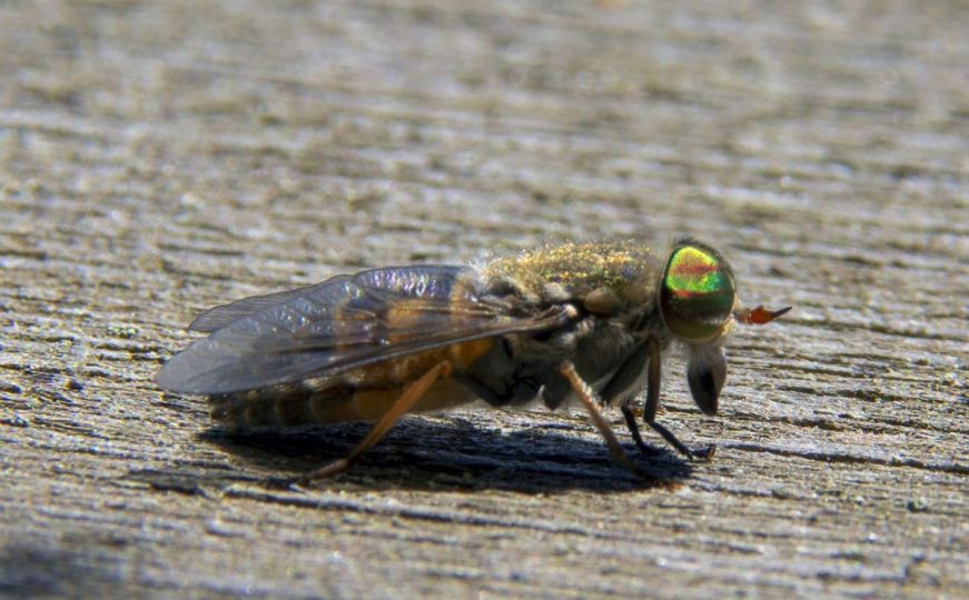 Najezda zaboravljenih insekata u Evropi: Njihov ugriz je izuzetno bolan i uzrokuje infekcije