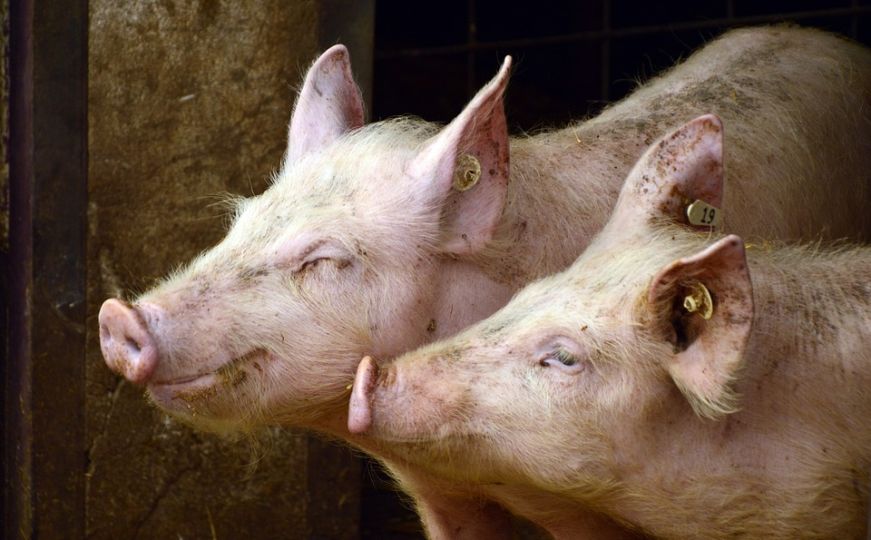 Afrička svinjska kuga potvrđena na 20 imanja u Bosni i Hercegovini: Nadležni izdali upozorenje