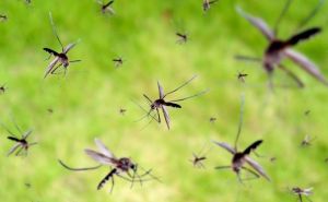 Komarci ih ne podnose: Uz pomoć ovih pet biljaka riješite se nelagodnosti