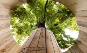 Neobična umjetnička instalacija: U centru Beča postavljena kućica na drvetu