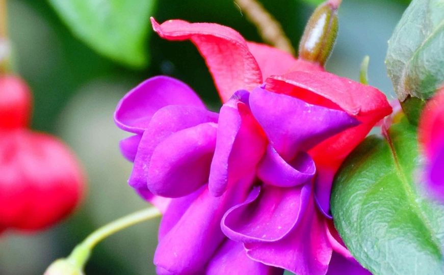 Mogima je ovo najljepši cvijet, ali budite oprezni tokom uzgoja: Jedna stvar mu posebno smeta
