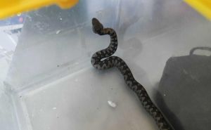 Poskok ušao u dvorište ispred kuće u bh. susjedstvu: Objavljeno važno upozorenje